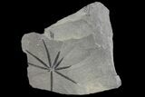 Pennsylvanian Fossil Horsetail (Annularia) Plate - Kentucky #142416-1